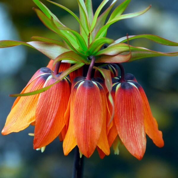 Fritillaria Rubra - Set de 3 - – Image 6