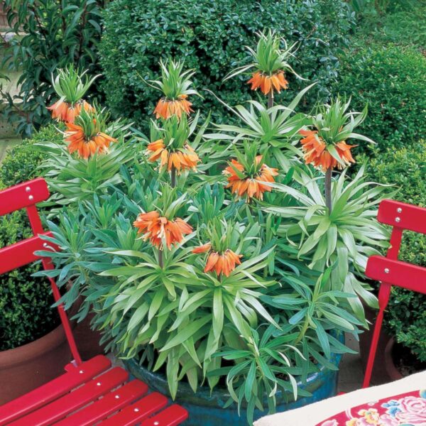 Fritillaria Rubra - Set de 3 - – Image 7