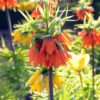 Fritillaria Rubra - Set de 3 - – Image 8