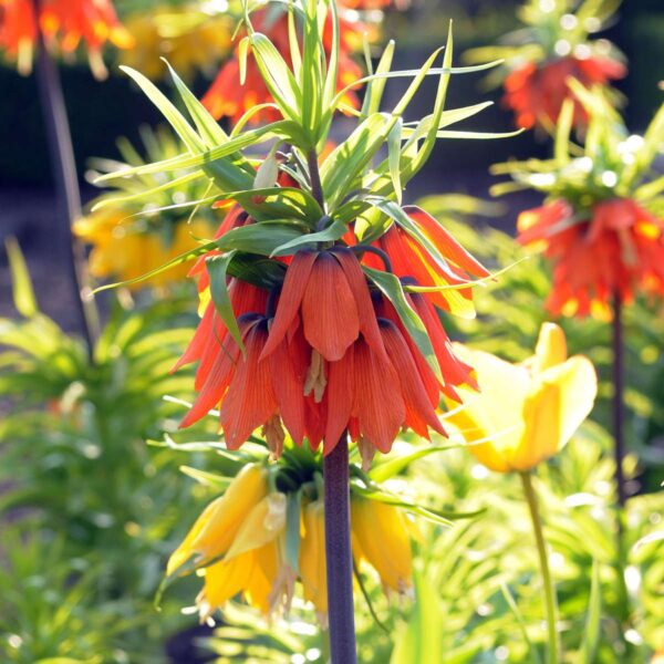 Fritillaria Rubra - Set de 3 - – Image 8
