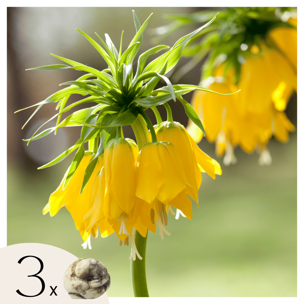 Fritillaria Lutea ‘couronne impériale’ –  Set de 3