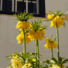 Fritillaria Lutea 'couronne impériale' -  Set de 3 – Image 2