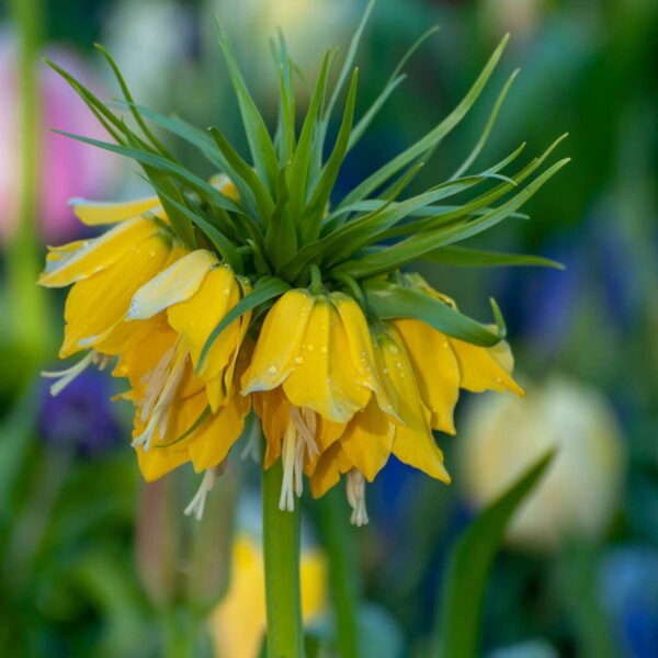 Fritillaria Lutea 'couronne impériale' -  Set de 3 – Image 4