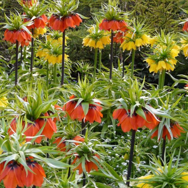 Fritillaria Lutea 'couronne impériale' -  Set de 3 – Image 5
