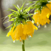 Fritillaria Lutea 'couronne impériale' -  Set de 3 – Image 6