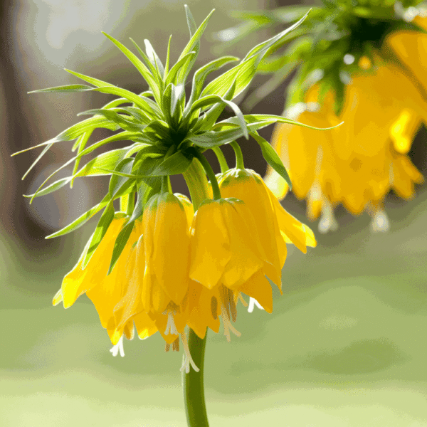 Fritillaria Lutea 'couronne impériale' -  Set de 3 – Image 6
