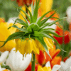 Fritillaria Lutea 'couronne impériale' -  Set de 3 – Image 7