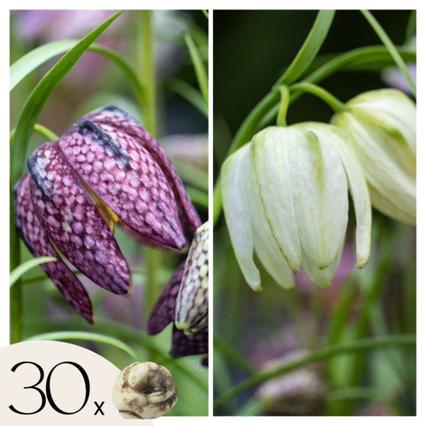 Fritillaria Meleagris - 30 bulbes
