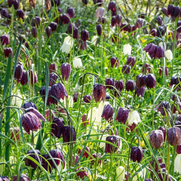Fritillaria Meleagris - 30 bulbes – Image 2