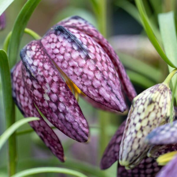 Fritillaria Meleagris - 30 bulbes – Image 4