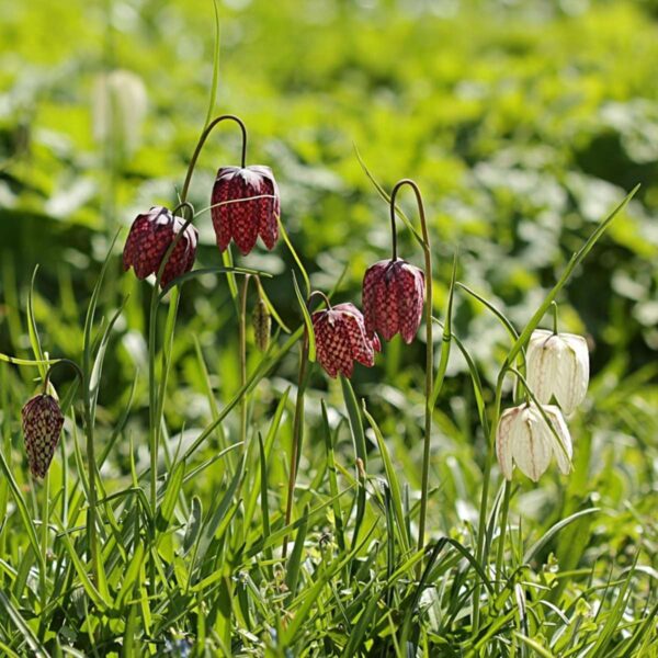 Fritillaria Meleagris - 30 bulbes – Image 5