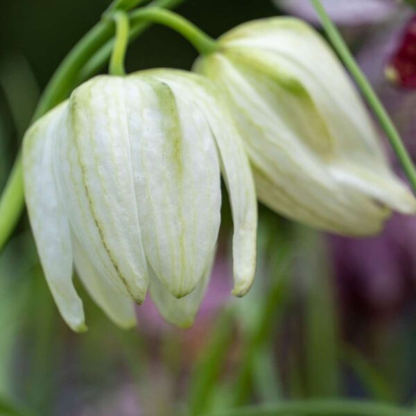 Fritillaria Meleagris - 30 bulbes – Image 6