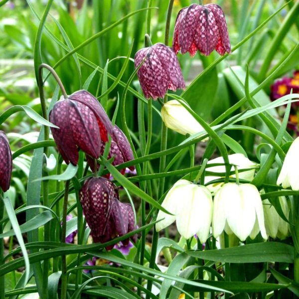 Fritillaria Meleagris - 30 bulbes – Image 7