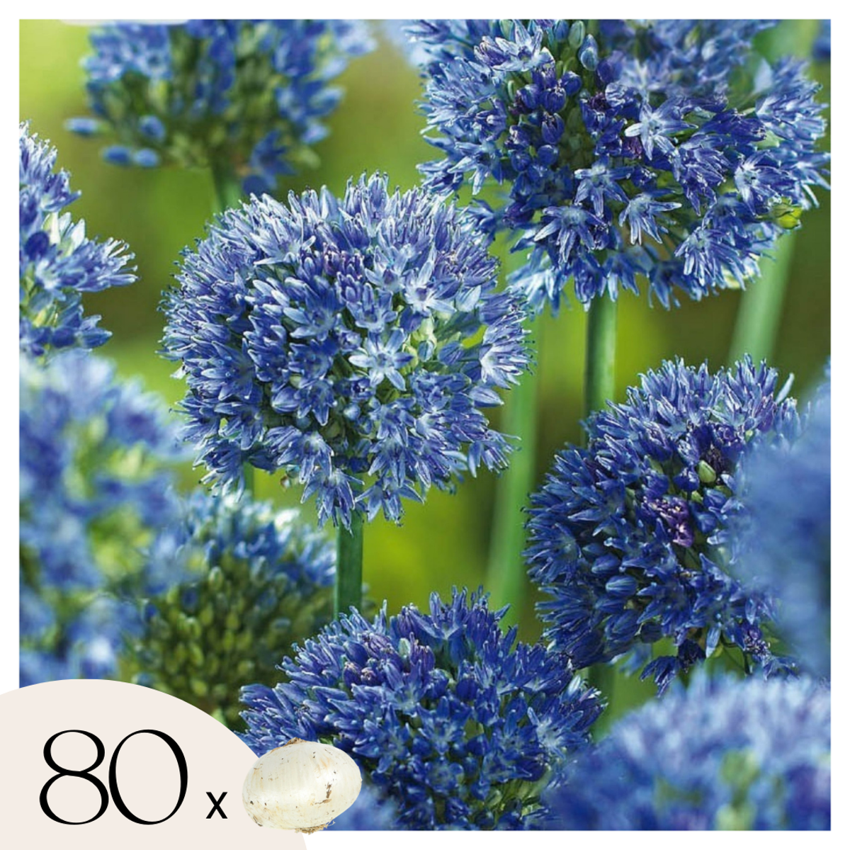 Allium Caeruleum – Set de 80 – SUPER OFFRE