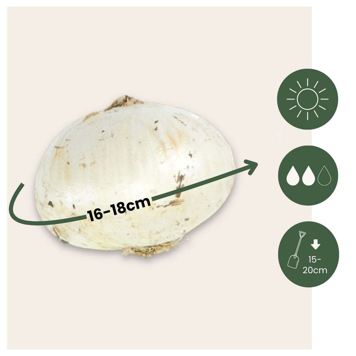 Allium Caeruleum - Set de 80 - SUPER OFFRE – Image 3