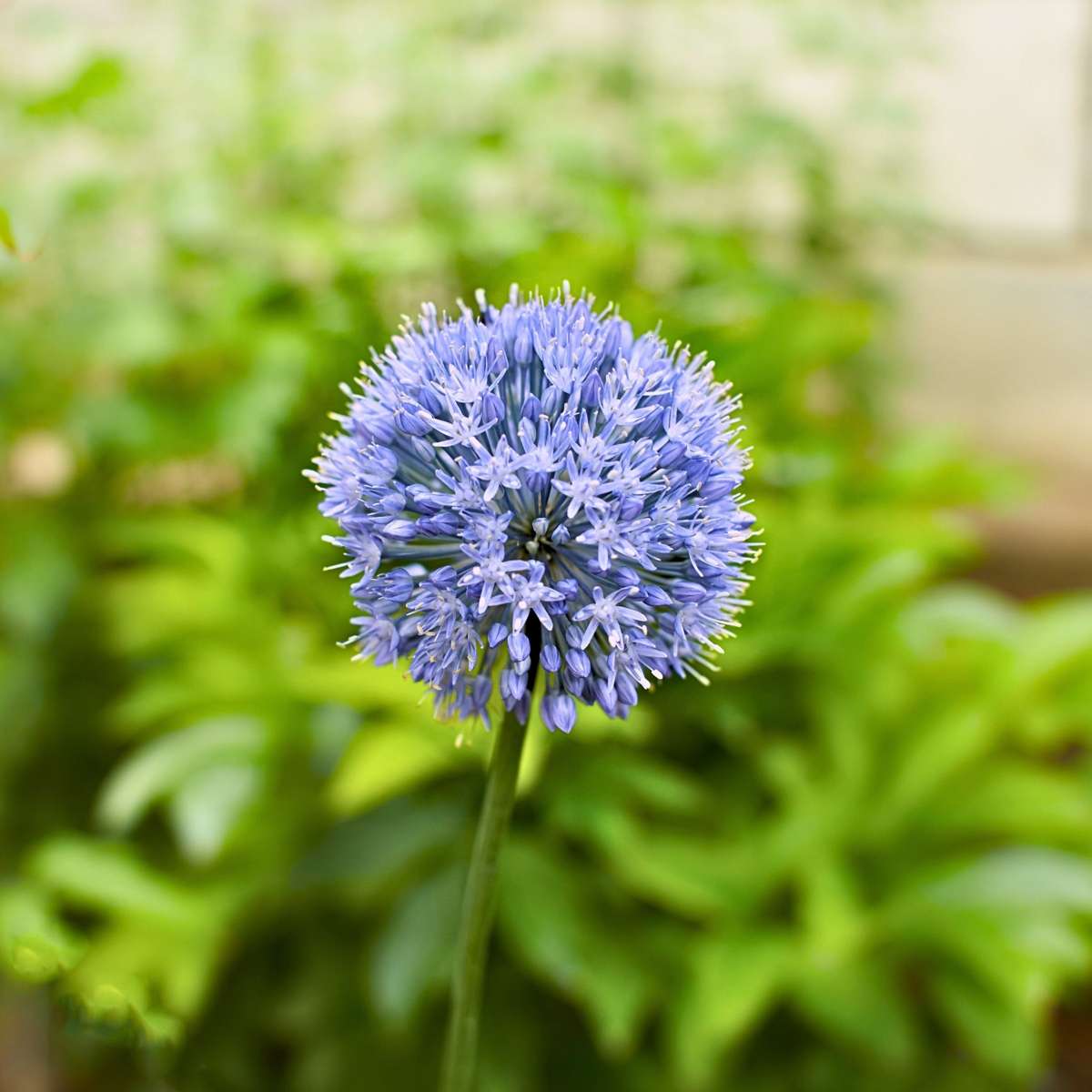 Allium Caeruleum - Set de 80 - SUPER OFFRE – Image 4