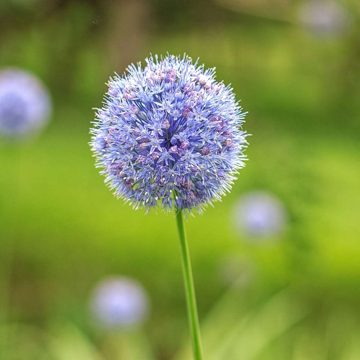 Allium Caeruleum - Set de 80 - SUPER OFFRE – Image 7
