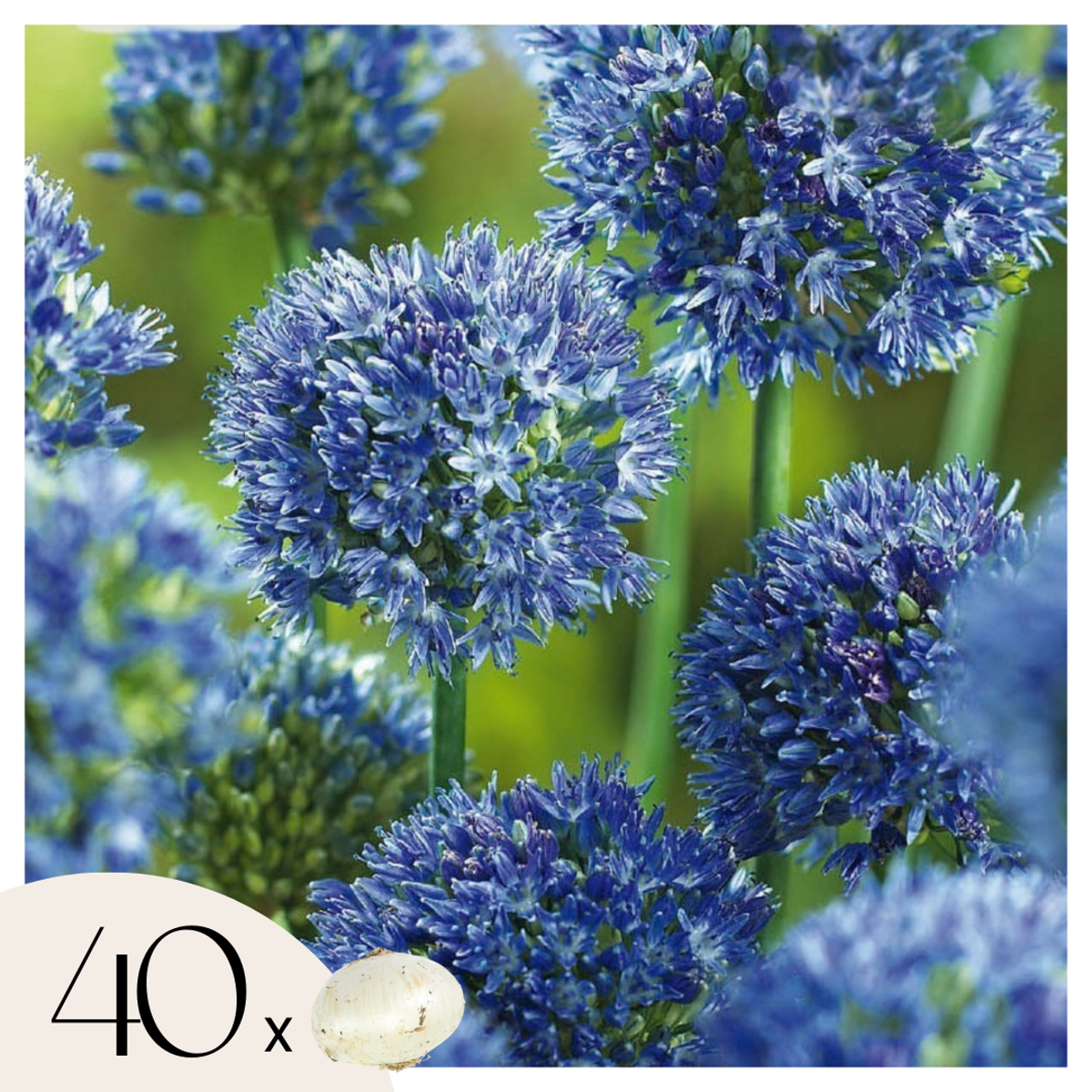 Allium Caeruleum – Set de 40 bulbes