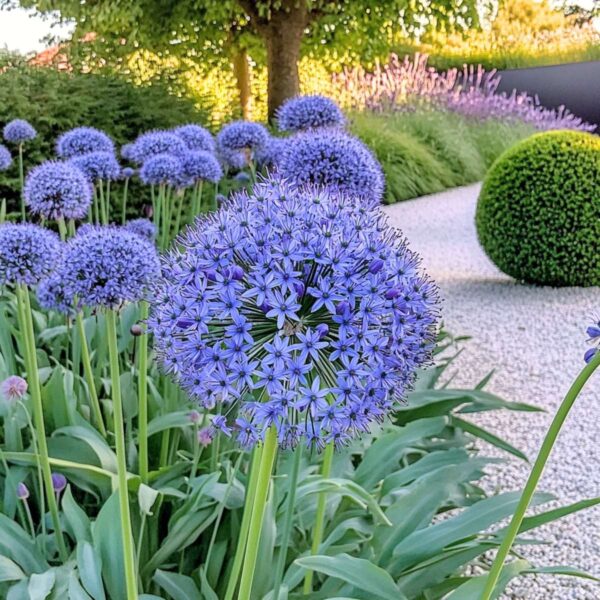 Allium Caeruleum - Set de 40 bulbes – Image 2