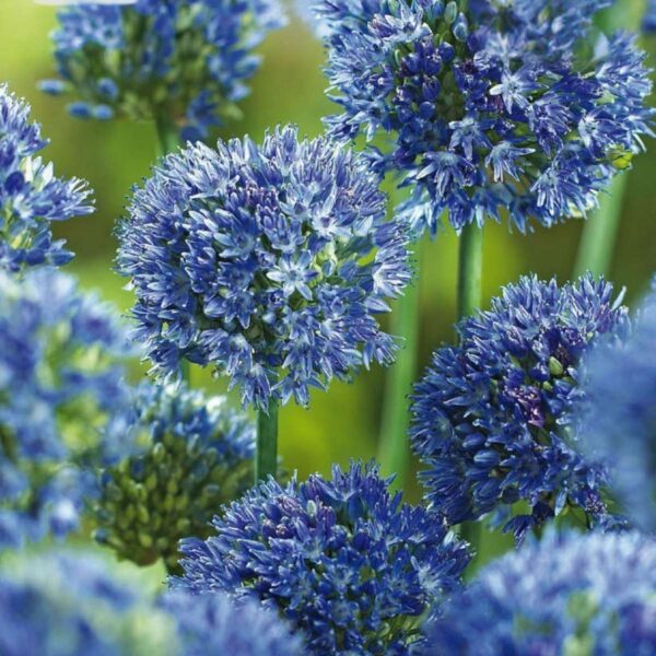 Allium Caeruleum - Set de 40 bulbes – Image 6