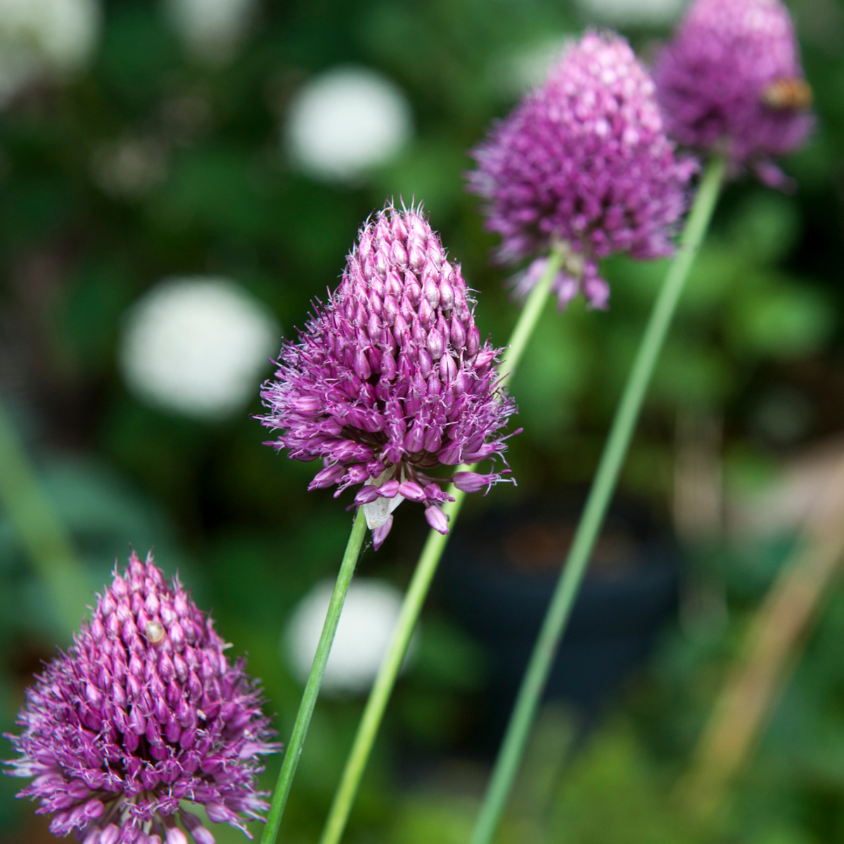 Allium mix - 100 bulbes – Image 2