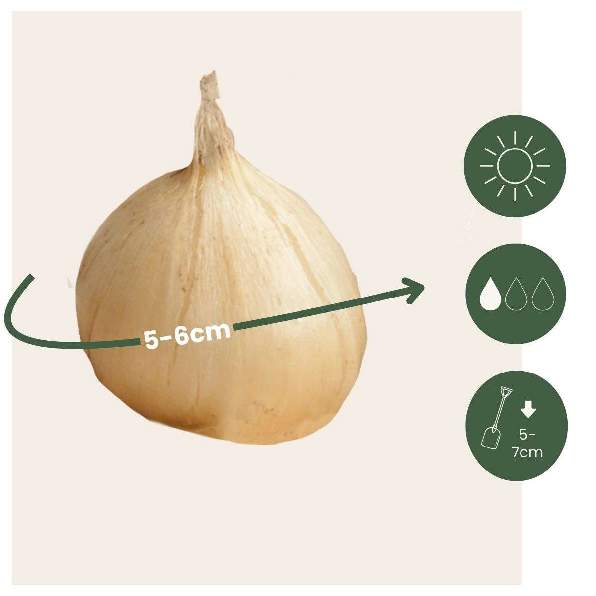 Allium mix - 100 bulbes – Image 3