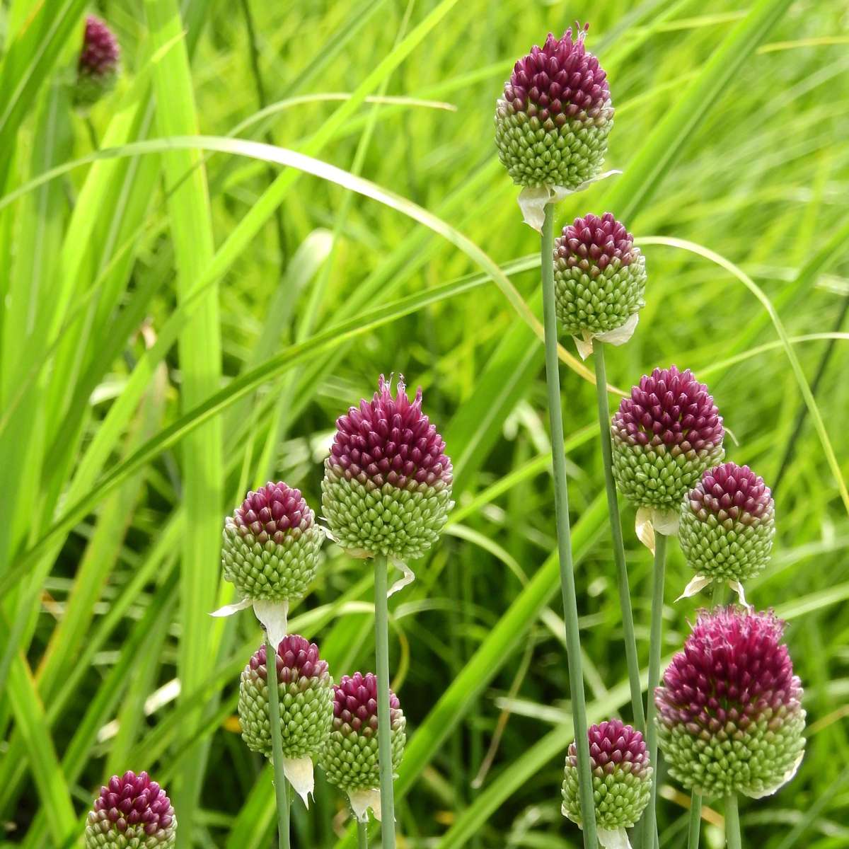 Allium mix - 100 bulbes – Image 4