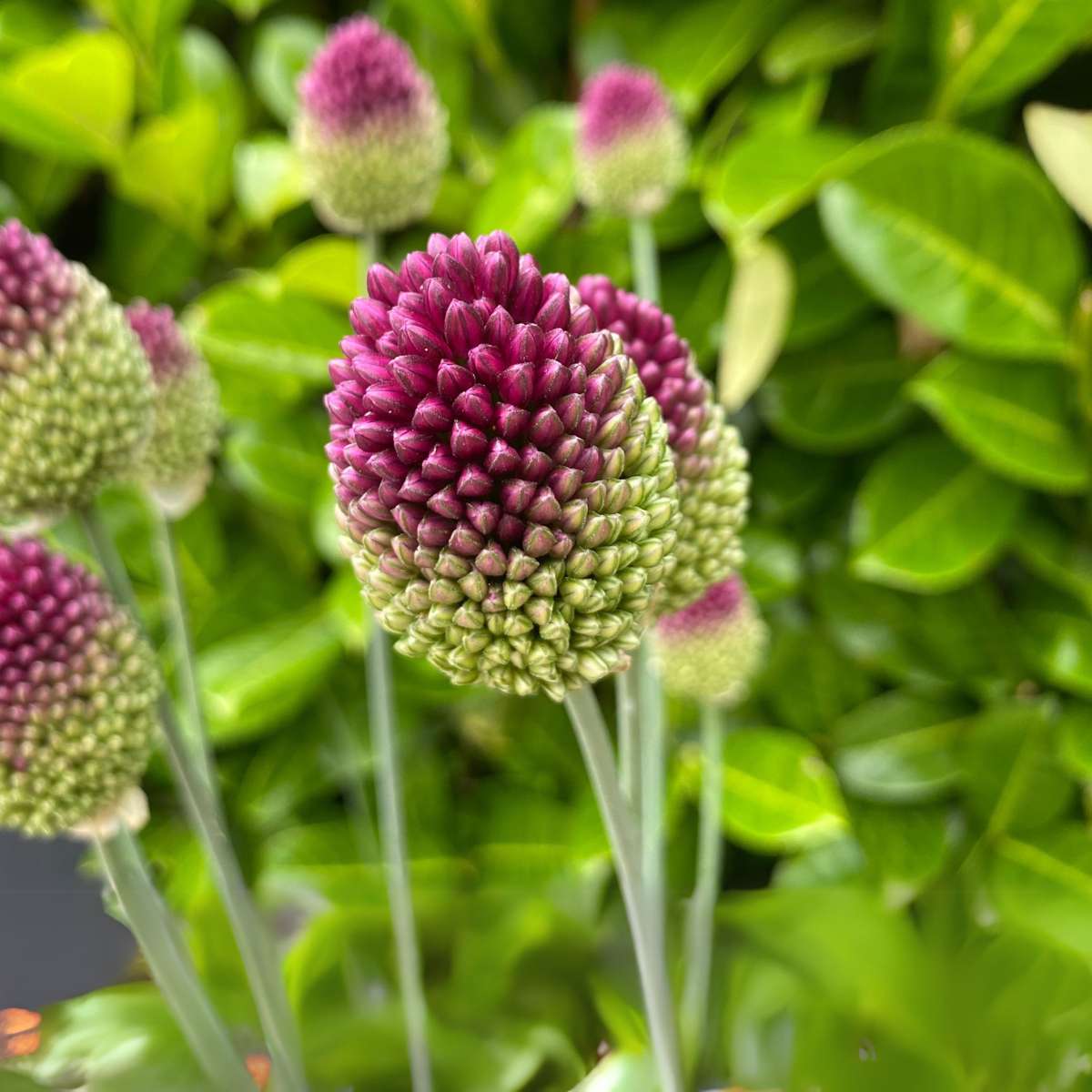 Allium mix - 100 bulbes – Image 5