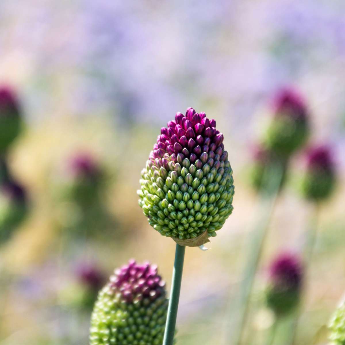 Allium mix - 100 bulbes – Image 8