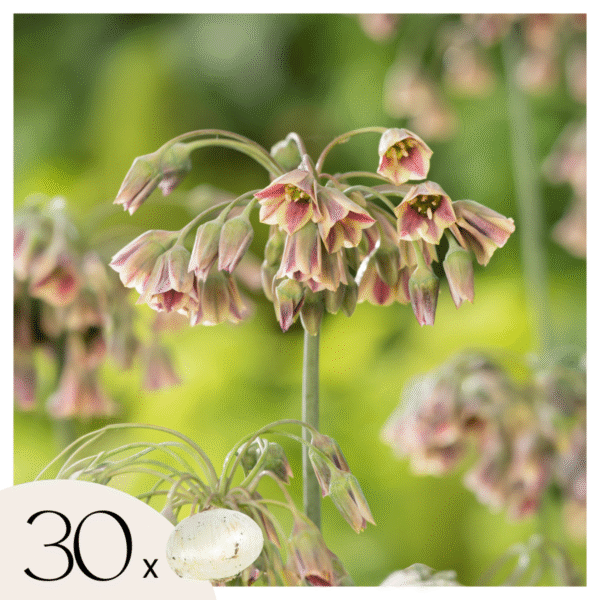 Allium Nectaroscordum Siculum - Set de 30 rare