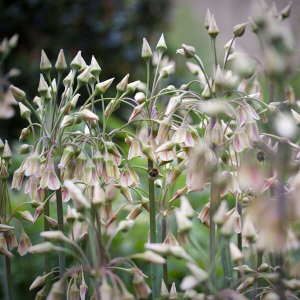 Allium Nectaroscordum Siculum - Set de 30 rare – Image 2