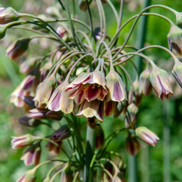 Allium Nectaroscordum Siculum - Set de 30 rare – Image 4