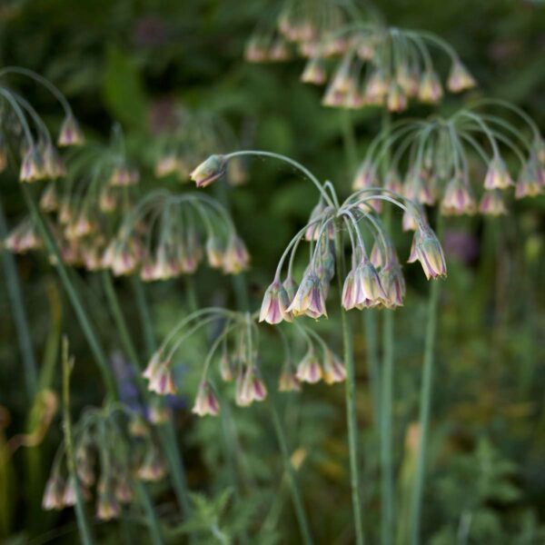 Allium Nectaroscordum Siculum - Set de 30 rare – Image 5