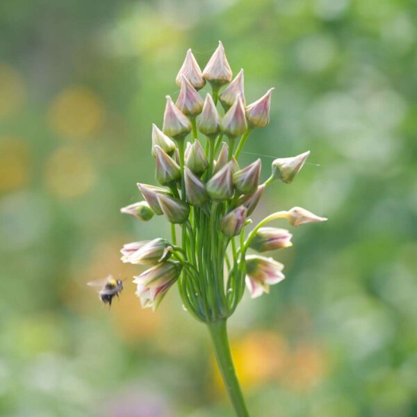 Allium Nectaroscordum Siculum - Set de 30 rare – Image 6