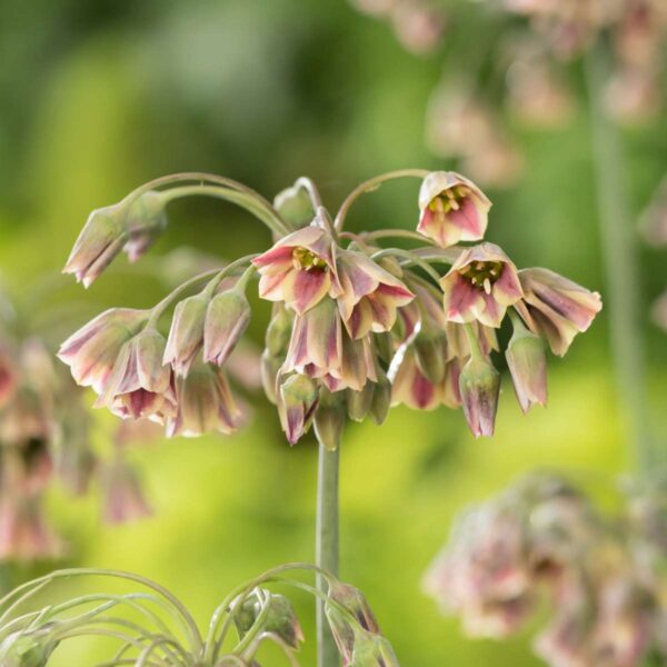 Allium Nectaroscordum Siculum - Set de 30 rare – Image 7