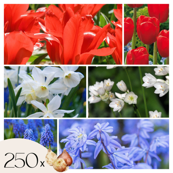 Mélange de bulbes - Set de 250