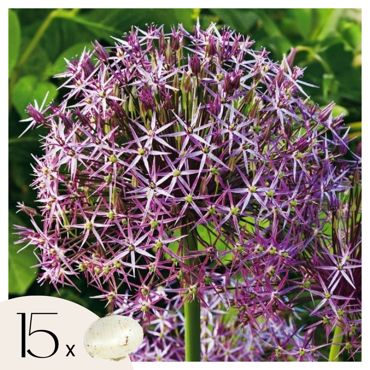Allium Christophii – Set de 15pc