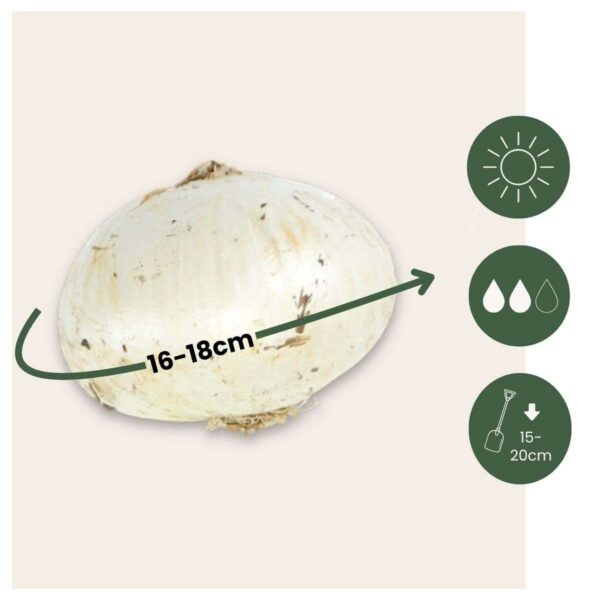 Allium Christophii - Set de 15pc – Image 2