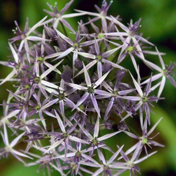 Allium Christophii - Set de 15pc – Image 3