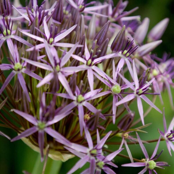 Allium Christophii - Set de 15pc – Image 5