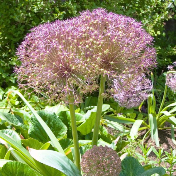Allium Christophii - Set de 15pc – Image 7