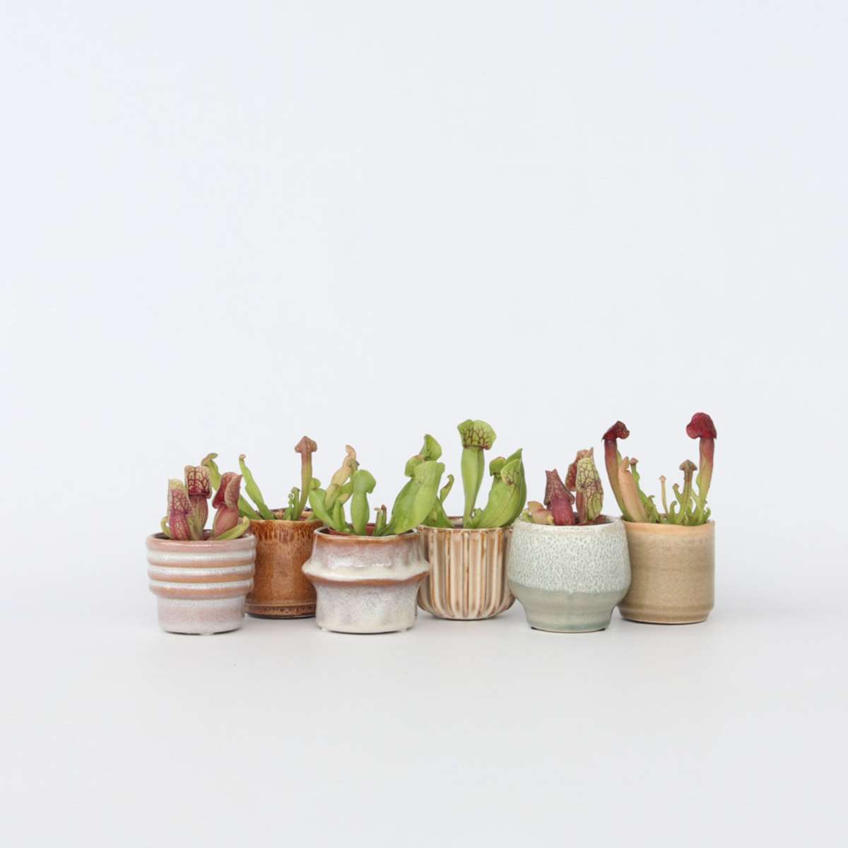 Sarracenia Purpurea – Set de 6 – Plante carnivore