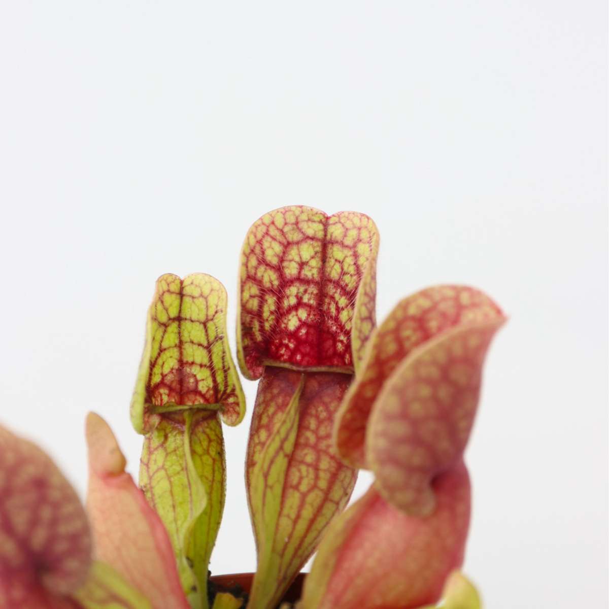 Sarracenia Purpurea - Set de 6 - Plante carnivore – Image 4