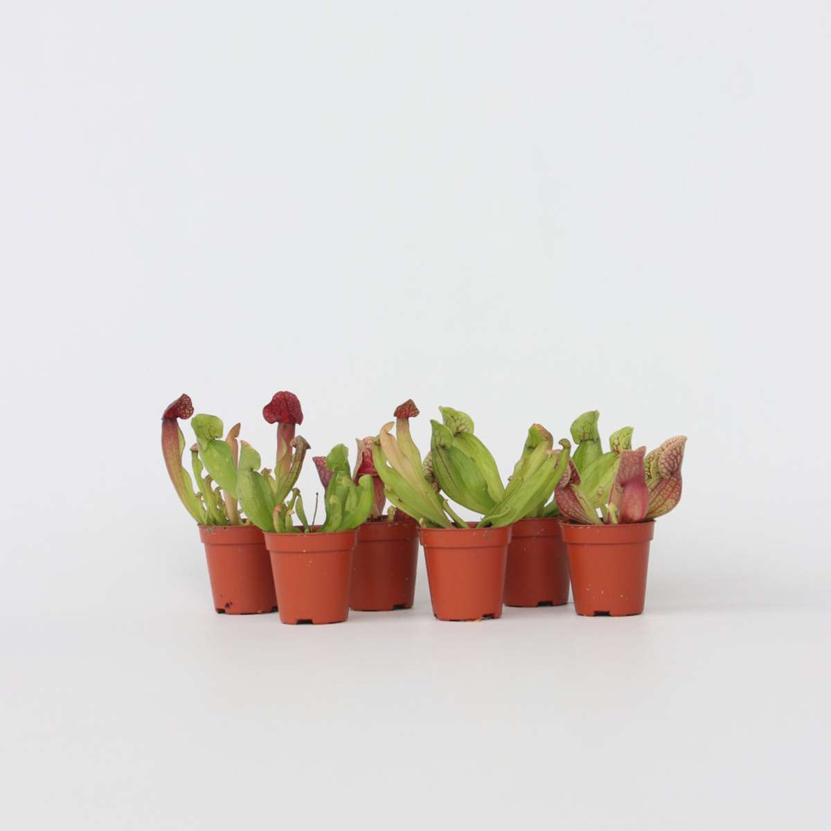 Sarracenia Purpurea - Set de 6 - Plante carnivore – Image 5
