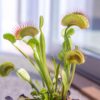 Dionaea Muscipula - Set de 6 - Attrape-mouche de Vénus – Image 2