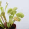 Dionaea Muscipula - Set de 6 - Attrape-mouche de Vénus – Image 4