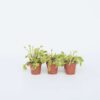 Dionaea Muscipula - Set de 6 - Attrape-mouche de Vénus – Image 5