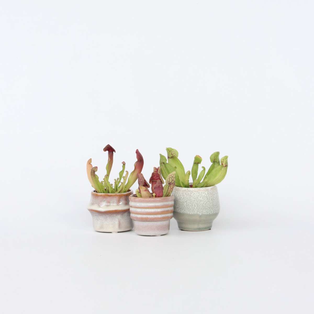 Sarracenia Purpurea – Set de 3 – plantes carnivores