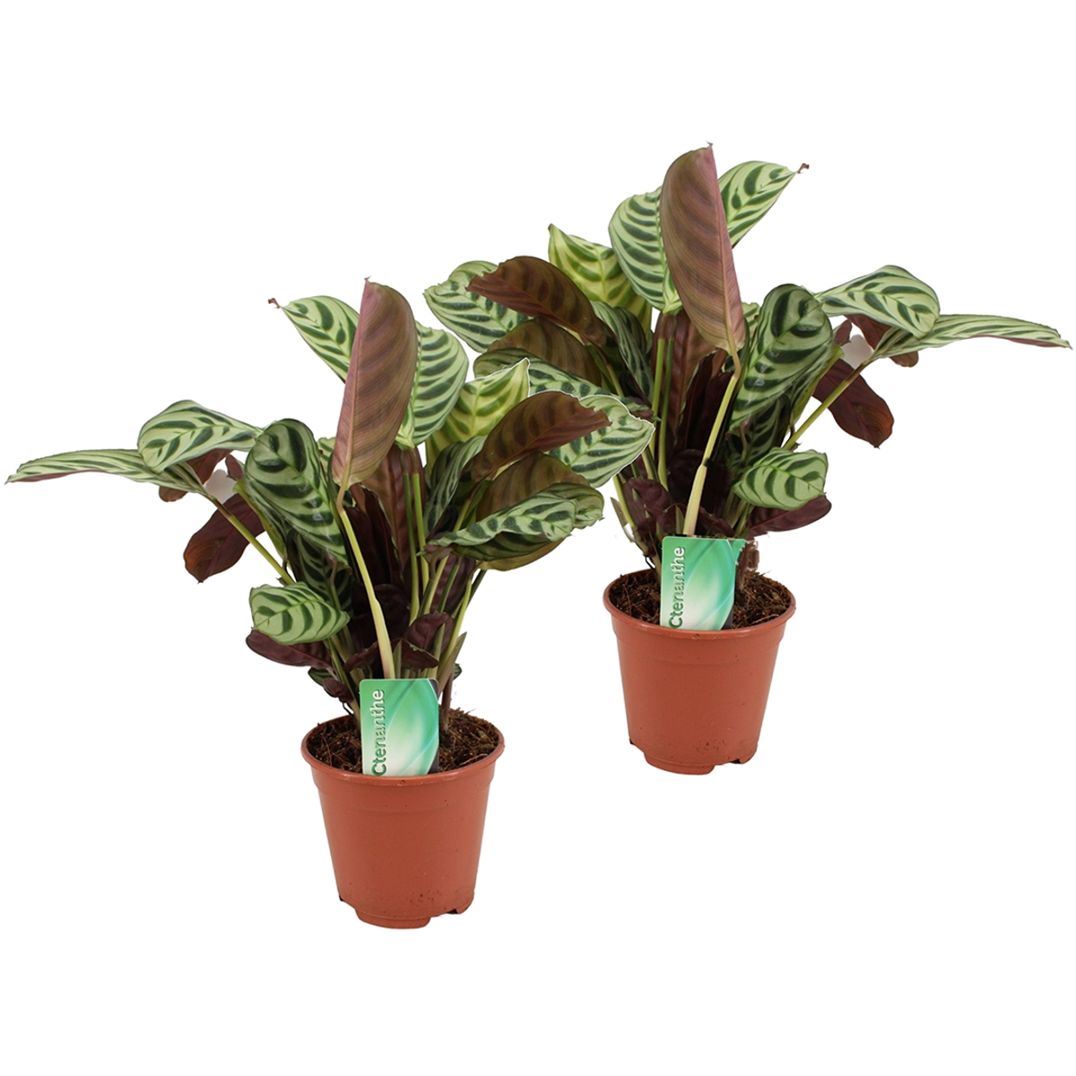 Ctenanthe ‘Gebedsplant’ – Set de 2