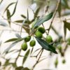 Olea Europaea - Set de 2 - Olivier – Image 9